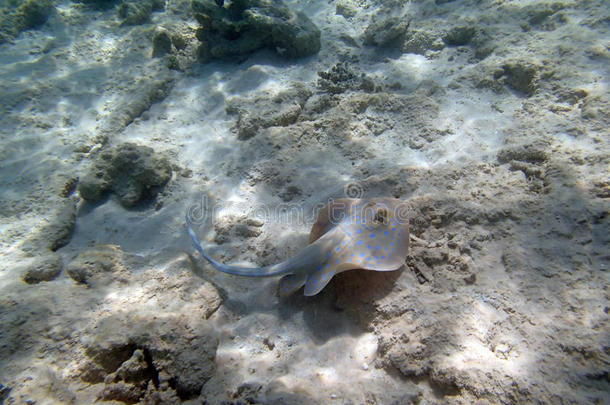 在红海浮潜