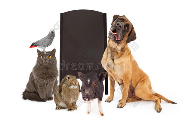 一群宠物围绕着空白的粉笔板
