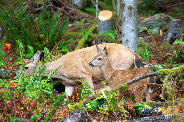 加拿大不列颠哥伦比亚省的母鹿和小鹿