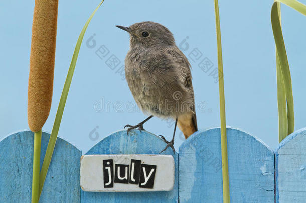 栖息在七月装饰的篱笆上的鸟