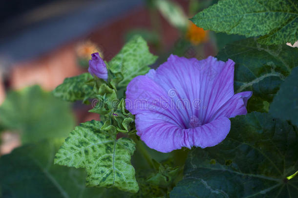 绿色花瓣背景上的紫色花朵