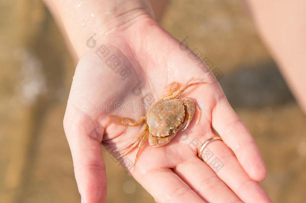 孩子手上的小螃蟹