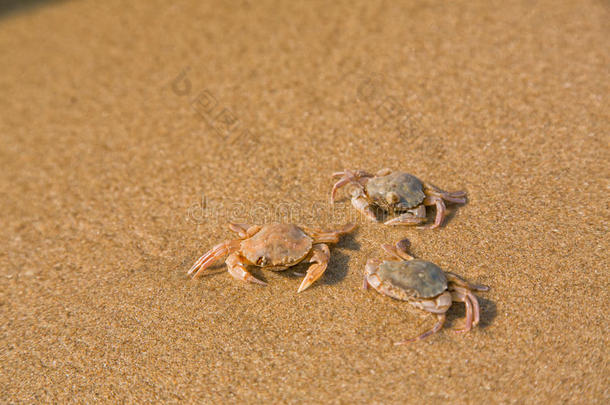 海边的<strong>小螃蟹</strong>