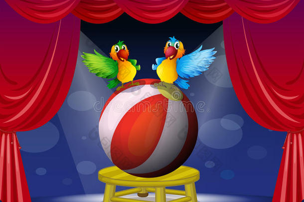 舞台上的两只彩色鹦鹉