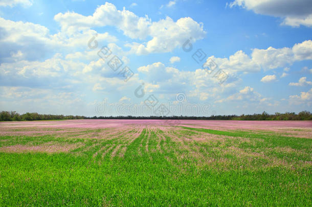 薰衣草田<strong>美景</strong>