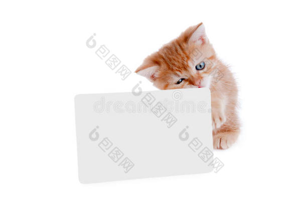 小猫红拿着一张明信片给你发短信