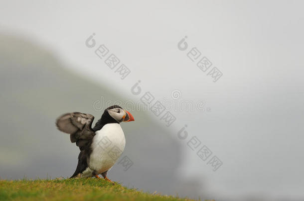 雨中的大西洋海雀