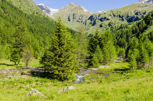 高山草甸景观高山上，夏日晴朗，阳光明媚。