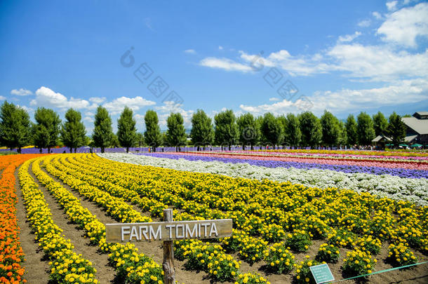 富田农场的一排彩花