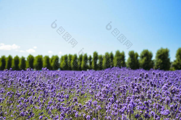 蓝天薰衣草花田