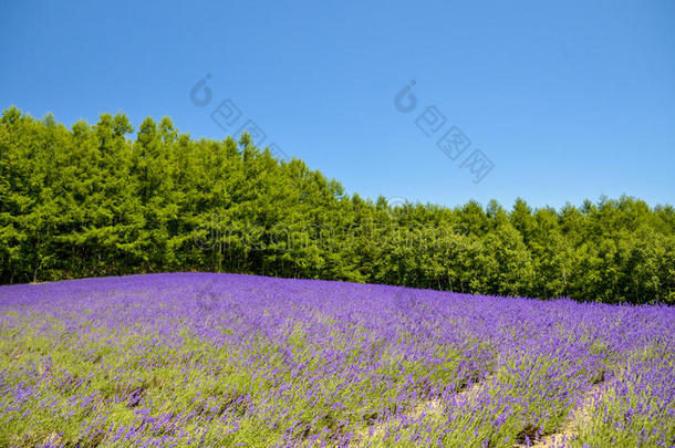 蓝天薰衣草田