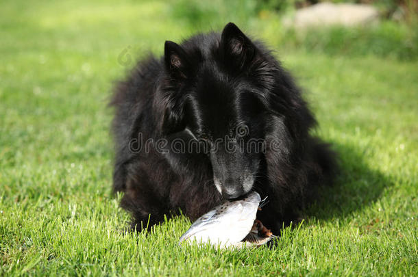黑饿狗吃新鲜鱼头