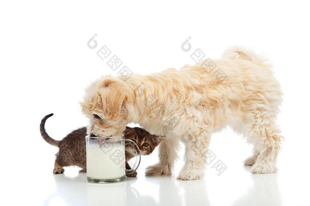 小狗和小猫渴望同样的牛奶