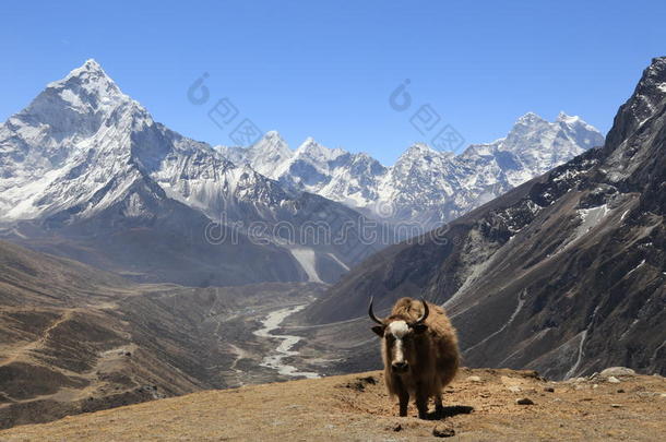 站在尼泊尔偏远山区的牦牛