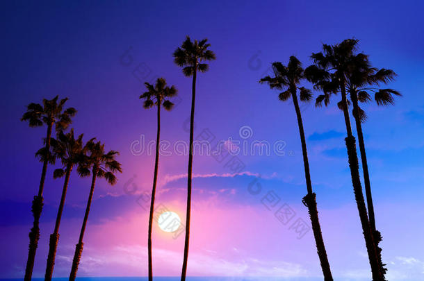 加利福尼亚高棕榈树日落天空西罗休特背景美国