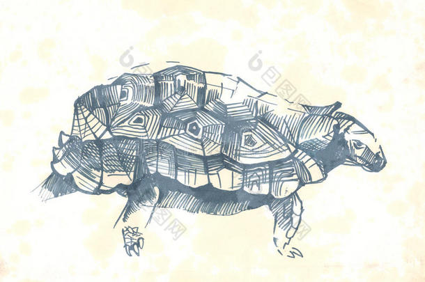 乌龟笔素描