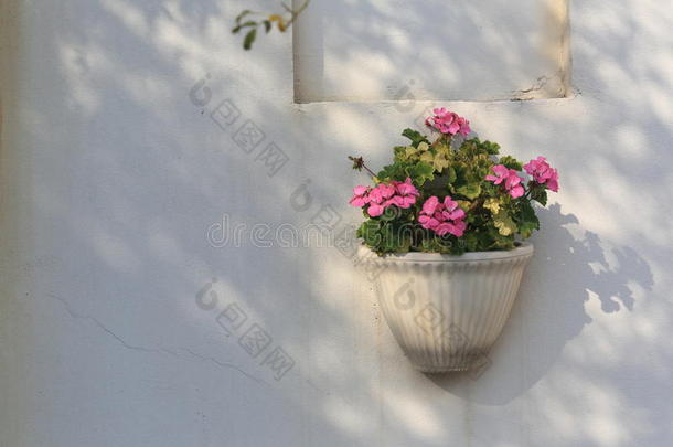 白墙上的盆栽天竺葵