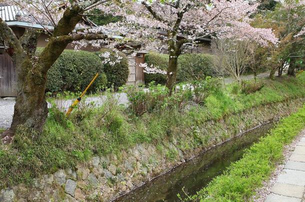 京都樱花