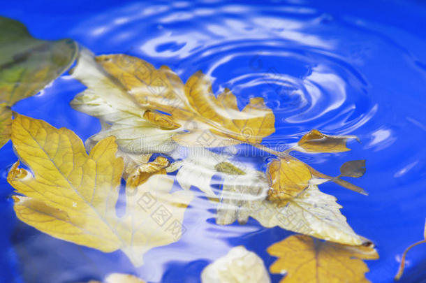 波纹水中的秋叶