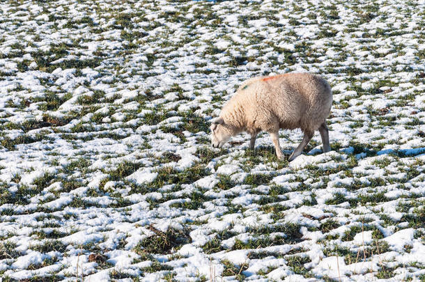 在雪原上吃草的标记羊