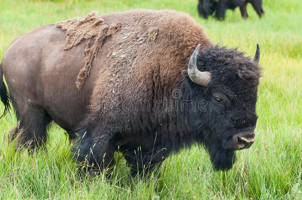 <strong>黄石国家公园</strong>里的美洲野牛