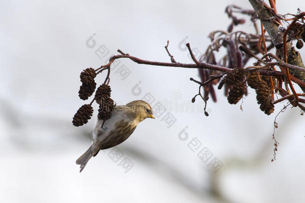 红豆树（carduelis flammea）