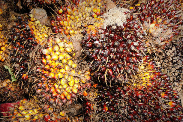 新鲜棕榈油种子和食用油的特写镜头