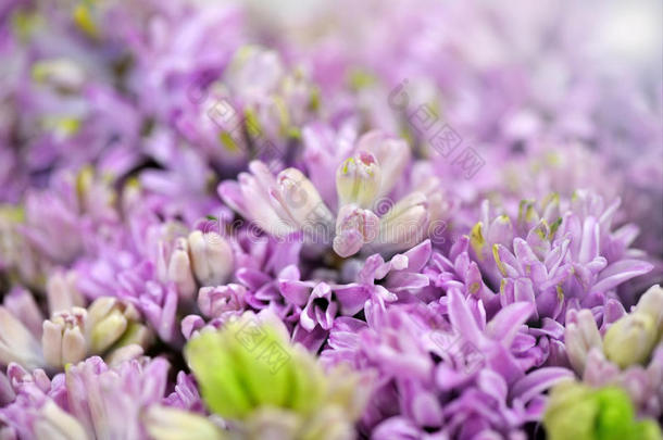 淡紫色花朵的飘逸背景