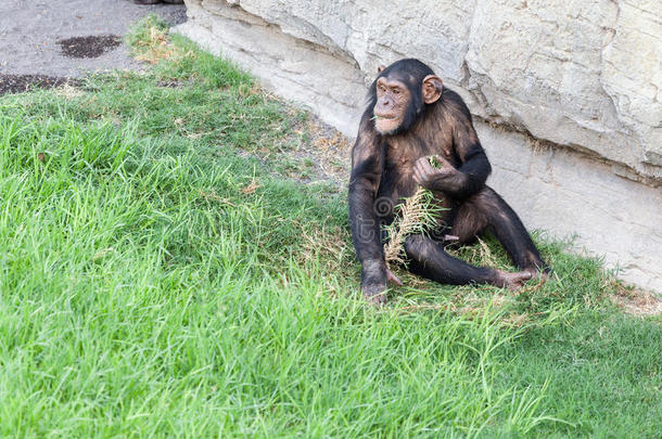 黑猩猩吃草