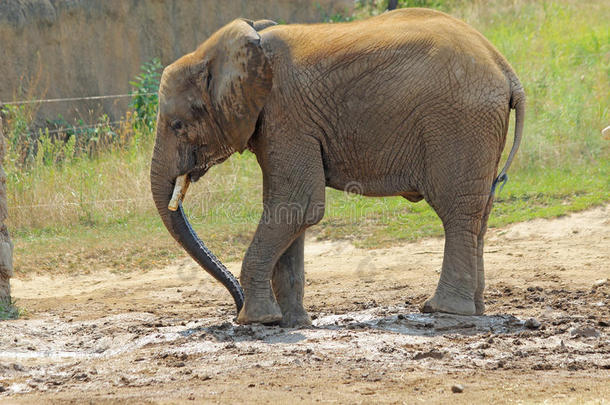 印第安纳波利斯动物园的非洲<strong>小象</strong>