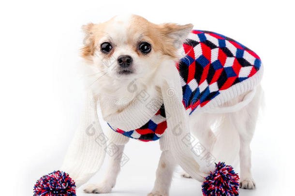 吉娃娃狗身穿亮色高领毛衣和针织围巾