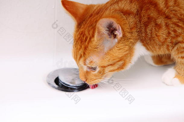 动物在家红猫宠物小猫在浴室喝水
