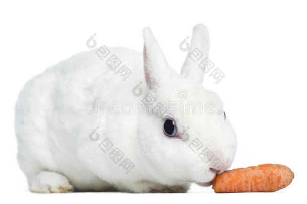 迷你獭兔吃胡萝卜，隔离
