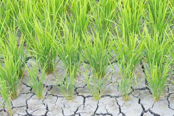 稻谷因缺水而开裂