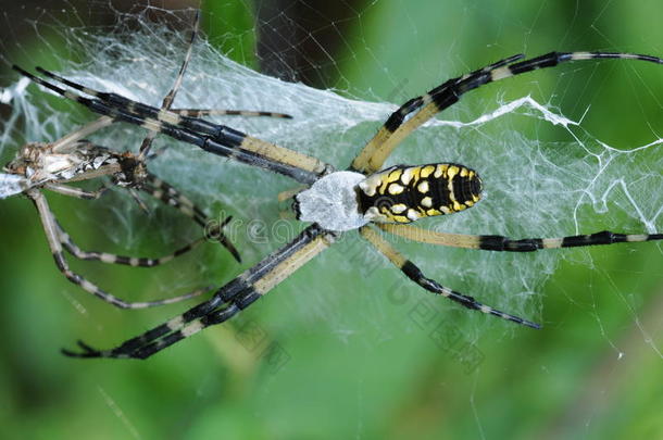 花园蜘蛛（argiope aurantia）