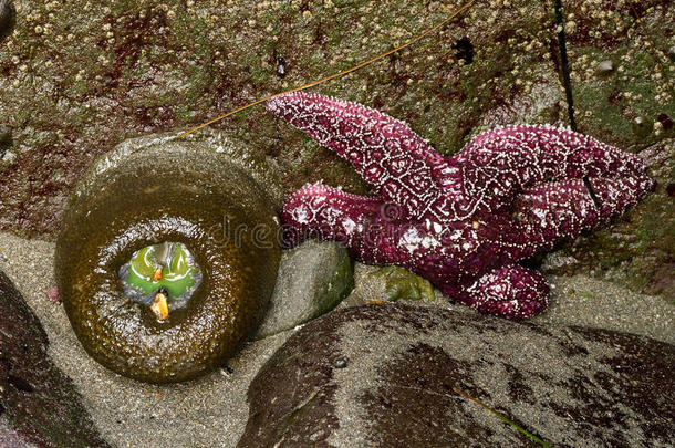 绿色海葵和紫色海星