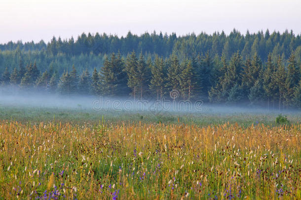 晨雾中的草地和树林