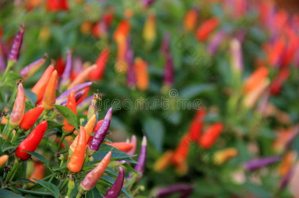 鲜椒植物的鲜艳色彩