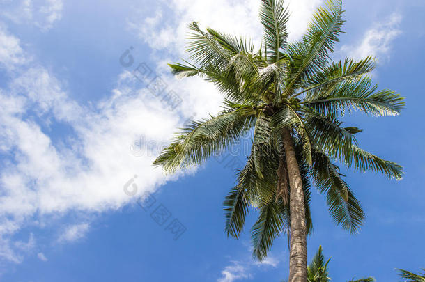 蓝天上的<strong>椰树</strong>
