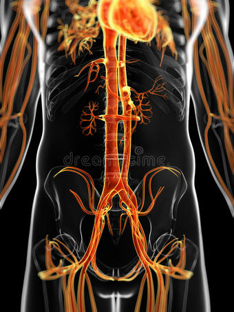 人体血管系统图片