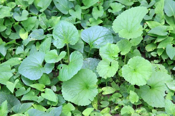 野生绿色植物特写，有药用价值