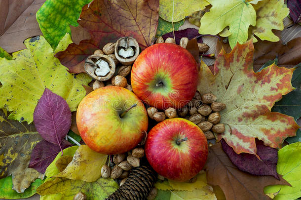 苹果、秋叶、松果和坚果
