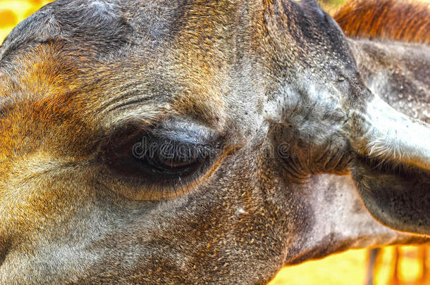 动物园里的长颈鹿——长颈鹿的眼睛。