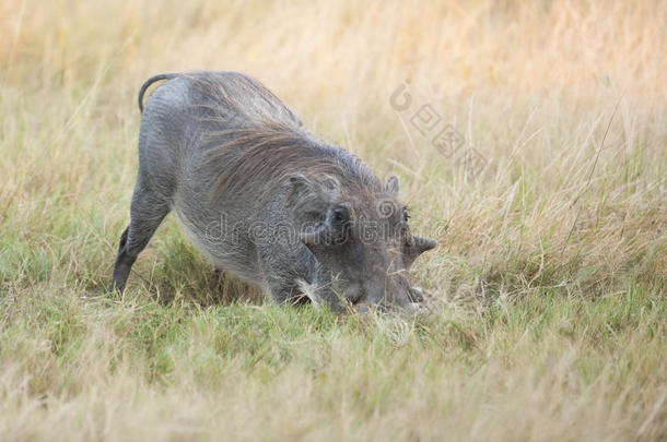 非洲博茨瓦纳野生的野猪