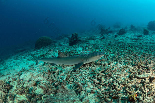 西帕丹白鳍礁鲨潜水