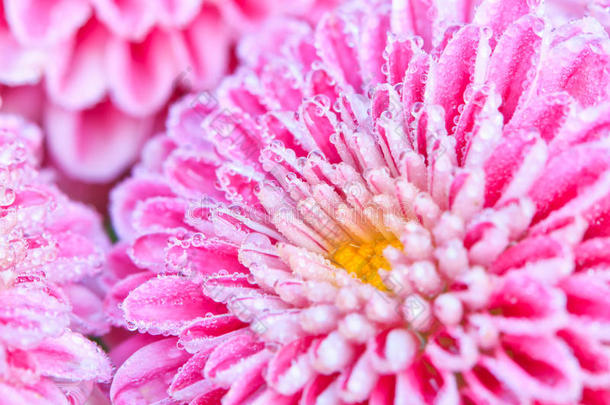 粉红菊花瓣上的水滴