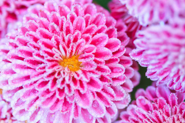 粉红菊花瓣上的水滴