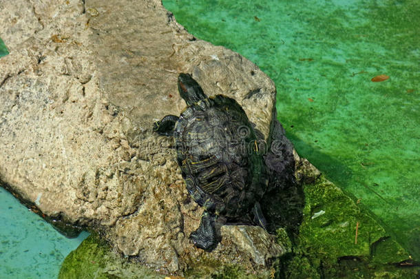 水中的海龟