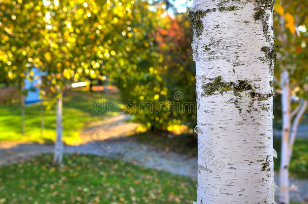 桦树白色树干特写图片。