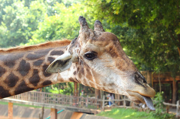 动物园里的长颈鹿——长颈鹿头。